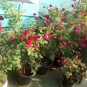 Homestay Heavenly, Kochi
